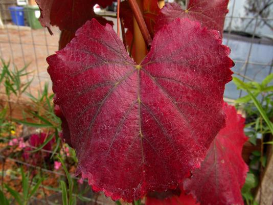 Roger's Red grape