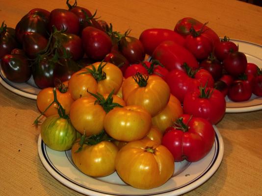 tomatoes