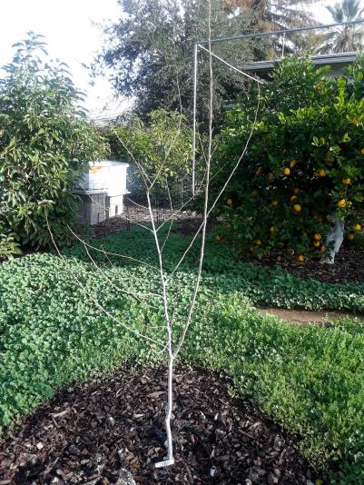 young fruit tree needs training