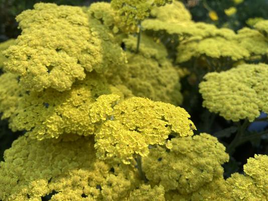 Yarrow flowers