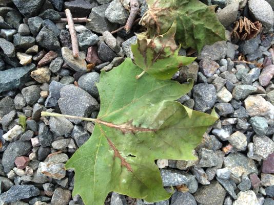 anthracnose blight on plane tree leaves