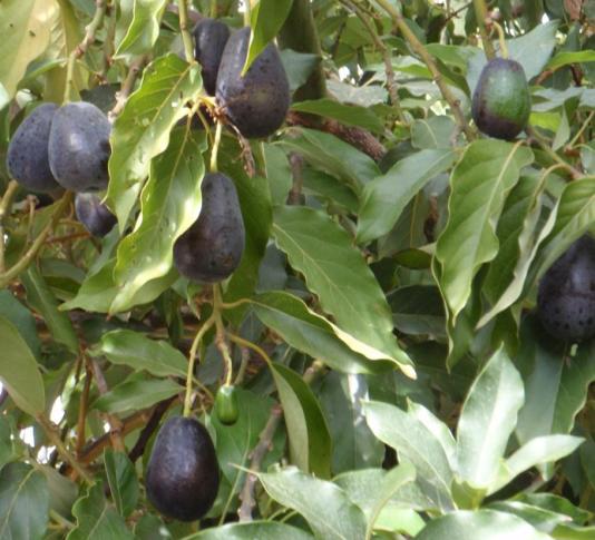 Mexicola avocado tree in Davis