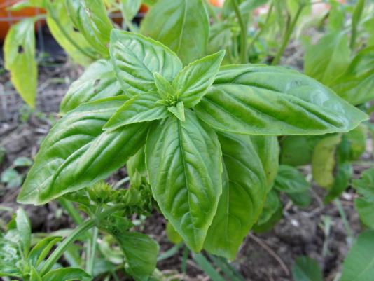 Basil leaves