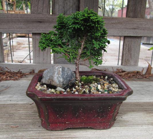 bonsai tree