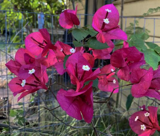 Bougainvilleas 