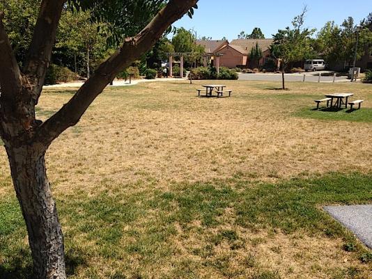 Brown grass in a north Davis park