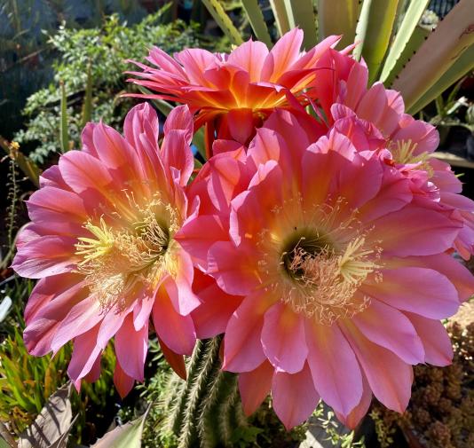 Cactus blossoms