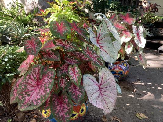 Caladiums