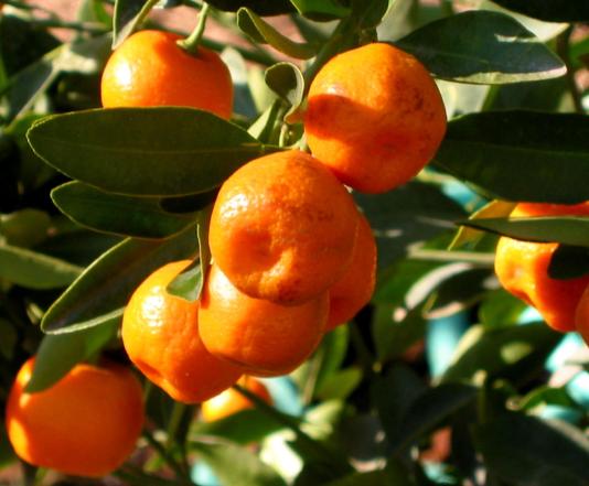 Calamondin fruit