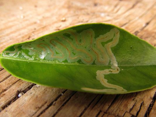 citrus leafminer