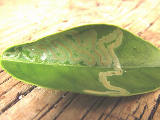 Citrus leafminer