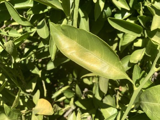 citrus leaves sunburned in recent heat wave