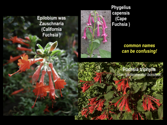 not, not, Fuschia