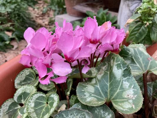miniature cyclamen