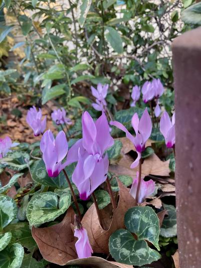miniature cyclamen in bloom