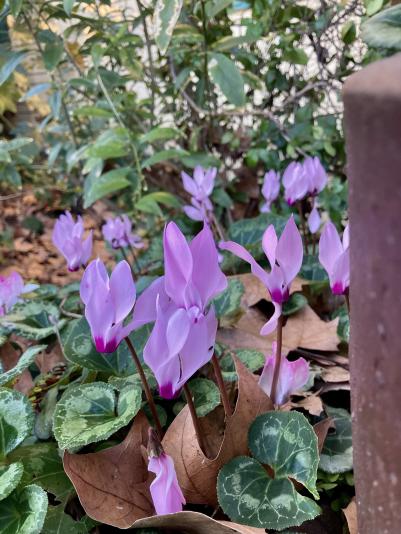 miniature cyclamen in bloom