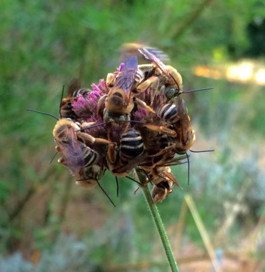 digger bees on verbena flowers
