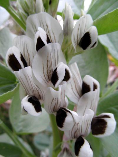 Flowers of fava beans