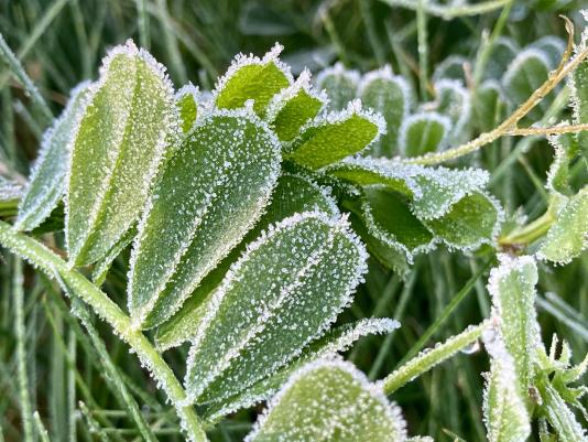 frost on leaves