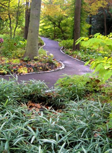 path in a wooded garden