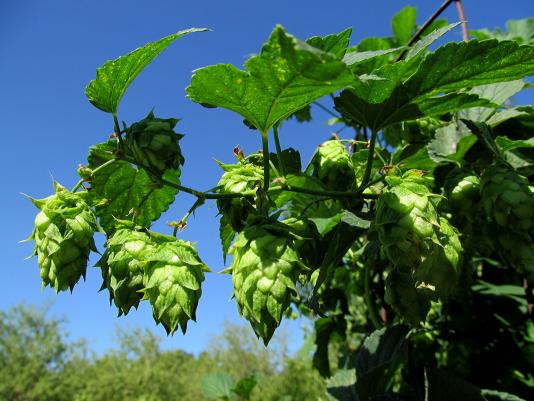 flowers of a hop vine