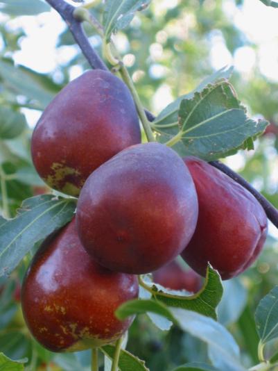 jujube fruit