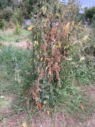 late blight disease on a tomato plant