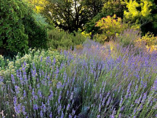 lavender plants flowering 