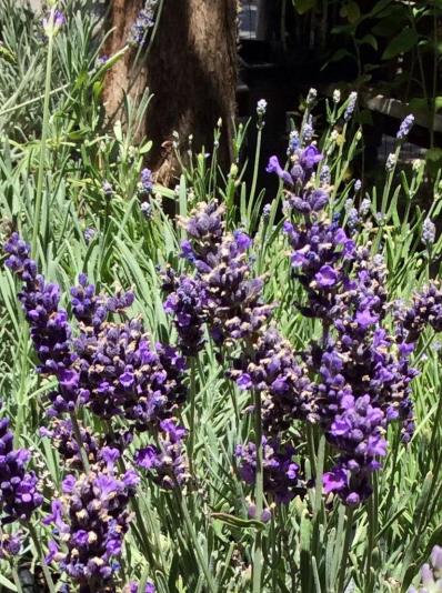 lavender flowers