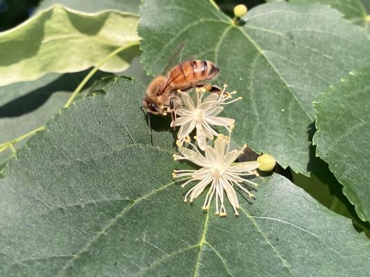 Linden flower with a honeybee