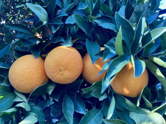 Mandarin oranges