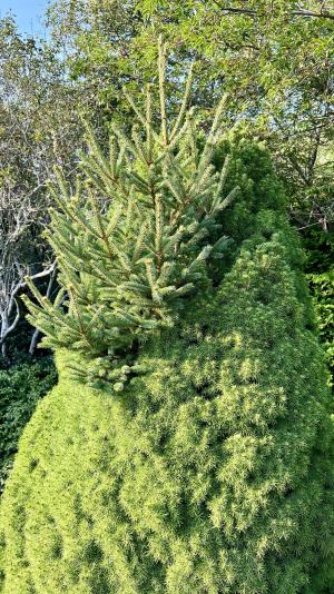 dwarf Alberta spruce with reverting branch