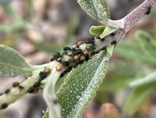 parasitized aphids on a Salvia