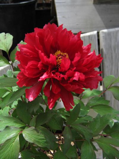 flower of a tree peony