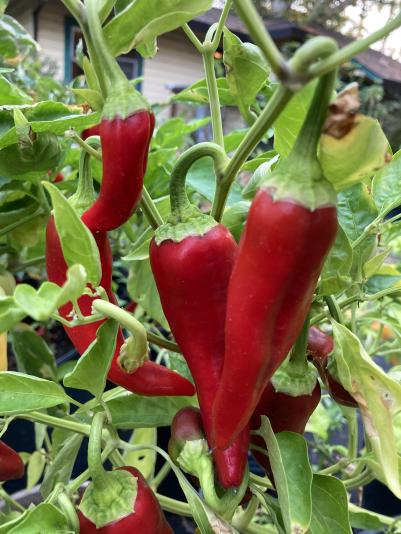 Pepper plant Carmen variety