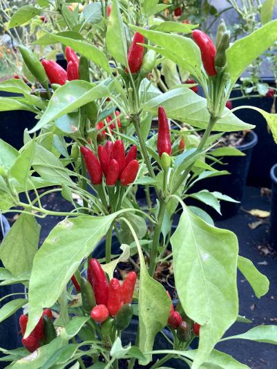 pepper plant with fruit