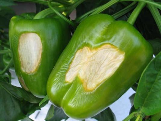 sunburned pepper fruit