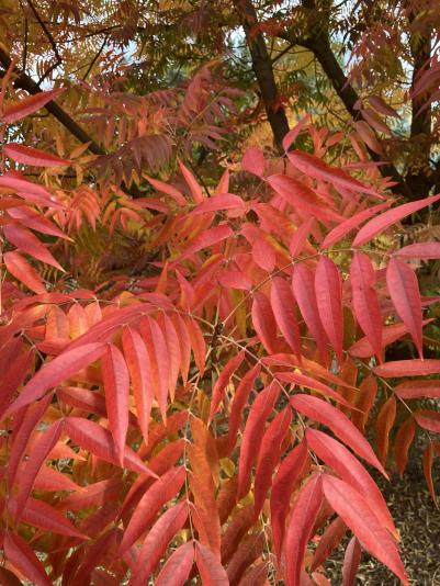 fall color of Chinese pistache