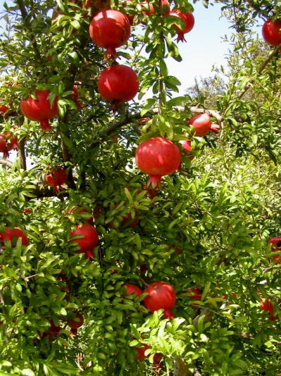 Pomegranate fruit on the tree
