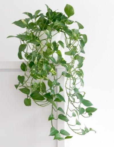 Pothos