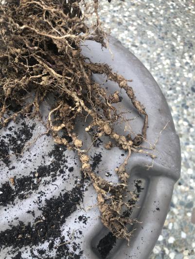 Root knot nematodes on tomato roots