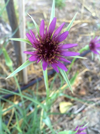 flower of a salsify plant