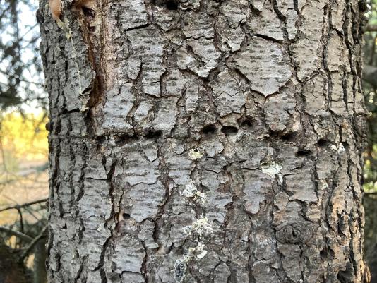 sapsucker holes in the trunk of a cedar tree