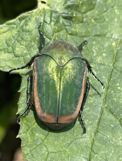 Figeater beetle (Cotinis mutabilis)