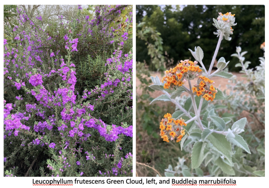 shrubs from Texas for California gardens