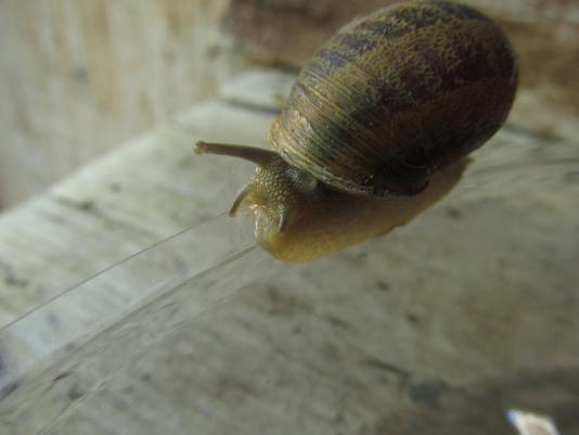 garden snail