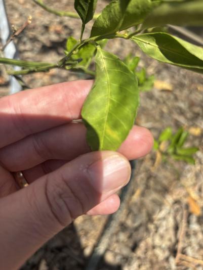struggling mandarin tree