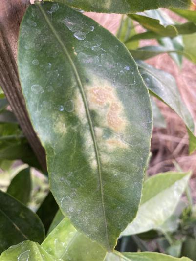 sunburn on a citrus leaf due to drought stress
