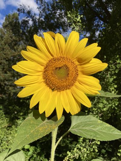 Sunflower