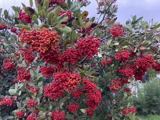 red berries of toyon